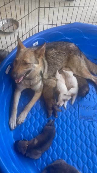 NAPR Registered Puppies in Canton, Mississippi