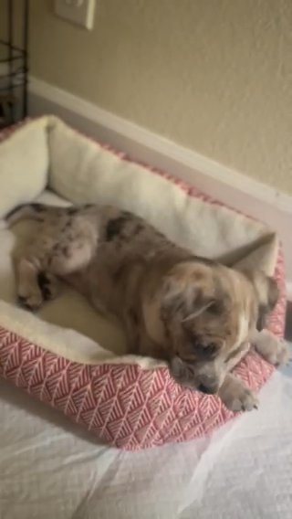Girl Puppy For Sale in Denver, Colorado
