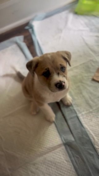 Girl Puppy in Denver, Colorado