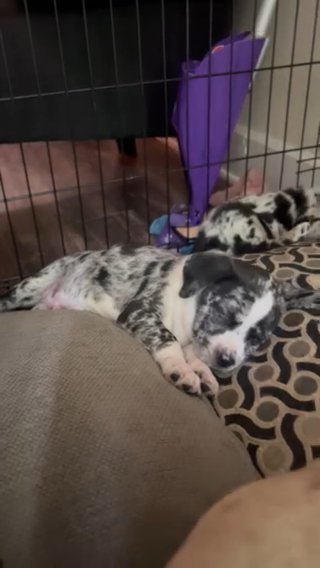 Puppy For Sale in Denver, Colorado