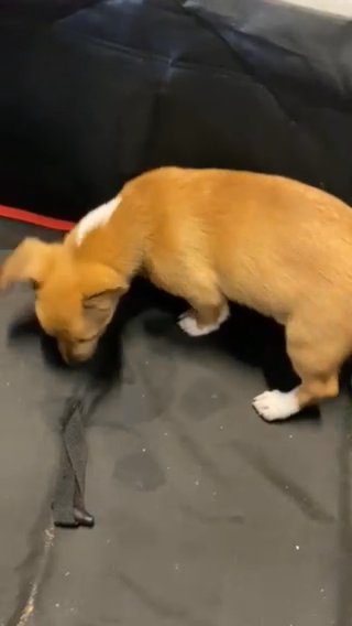 Cardigan Corgi/daschund in Los Angeles, California