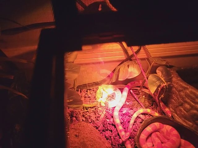 corn snake in Los Angeles, California