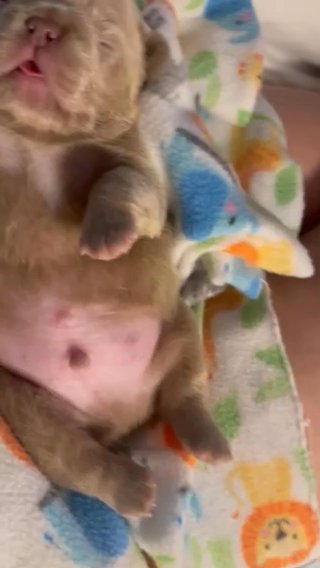Fluffy French bulldog in Dallas, Texas