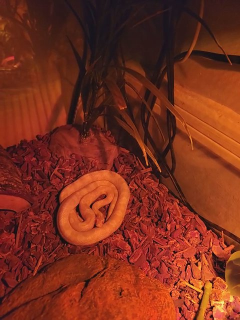 corn snake white in Los Angeles, California