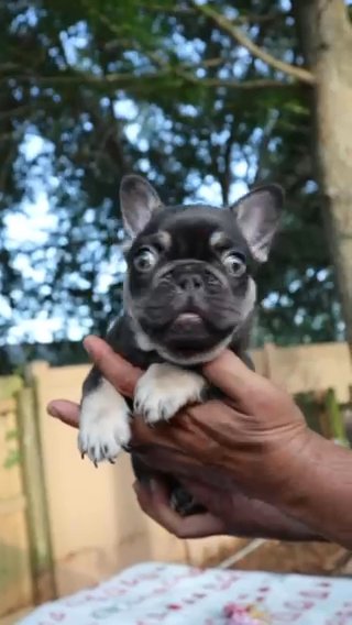 Micro French Bulldog Chocolate and Tan in Orlando, Florida