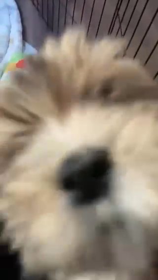 Mocha ? Needs A Home in Perris, California