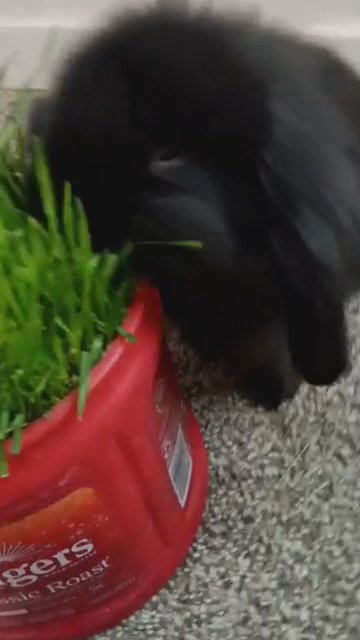 Lionhead / Holland lop in Medford, Oregon