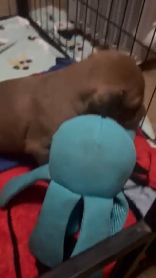 Male Lilac Pitbul Puppy in Springfield, Illinois