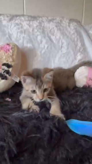 (SOLD) Scottish Fold Bengal Male Kitten in Los Angeles, California