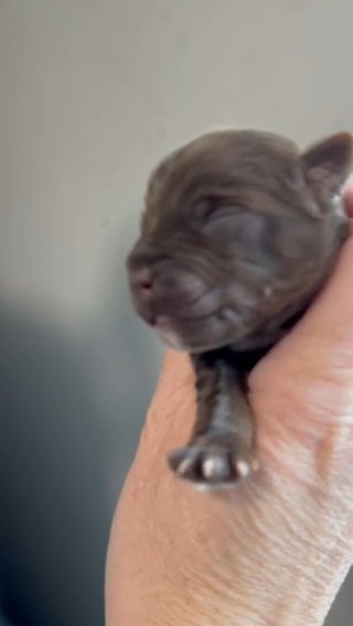 Ckc KB Chocolate male in Cleveland, Tennessee