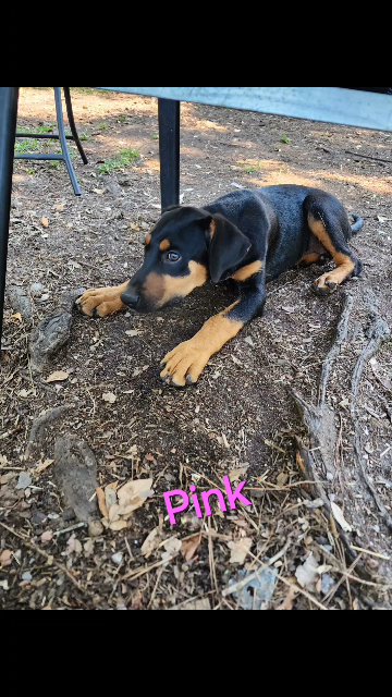Doberman border collie puppies in Slidell, Louisiana