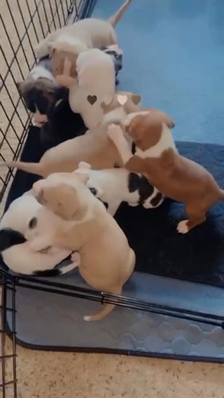 Puppies For Sale in Detroit, Michigan