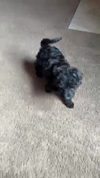 Cavapoo in Cambridge, Maryland