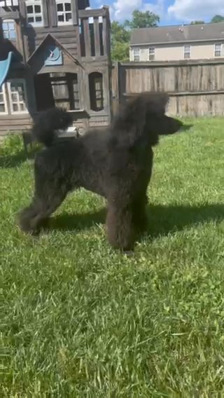 AKC Standard Poodle in Easton, Maryland
