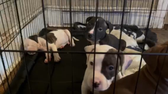 Pittbulls For Sale in New York City, New York