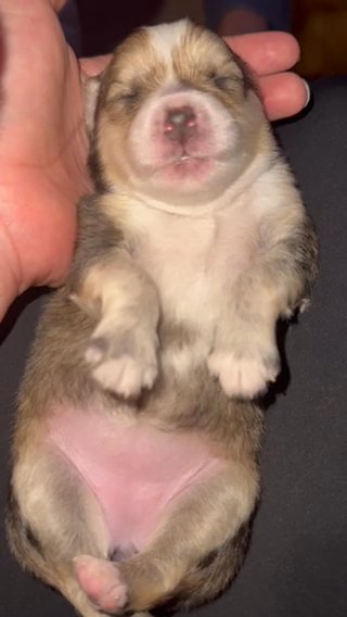Pomsky in Vancouver, Washington