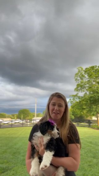 Kelsie, F1 Medium bernedoodle in Marion, Ohio