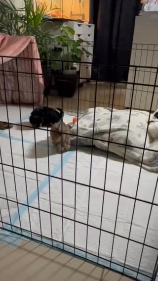 Morkie in Dallas, Texas