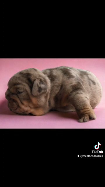 Posherbulls girl ) Lilac Merle tri in Flint (Charter Township), Michigan