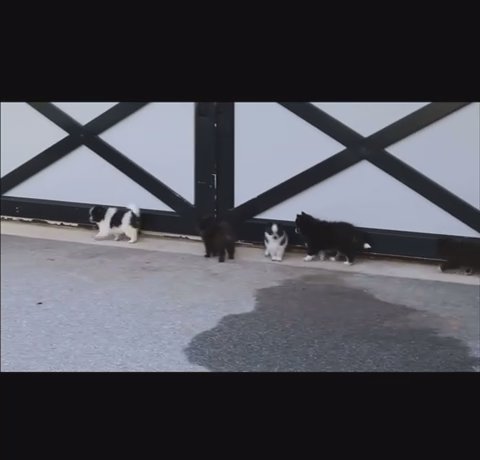Pomsky in New York City, New York