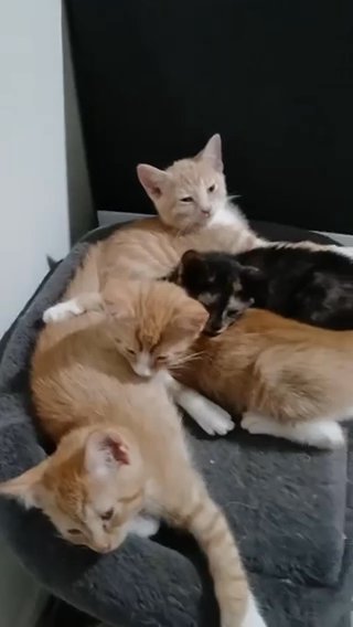 Kittens in The Bronx, New York