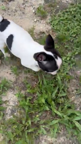 Boston Baby in Ocala, Florida