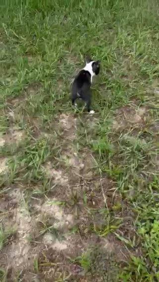 Boston puppy in Ocala, Florida