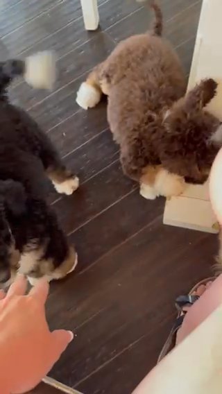 Black Tricolor Bernedoodle Boy Sid in Marion, Ohio