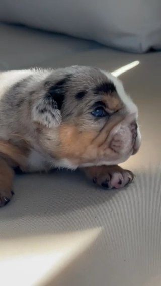 Puppies Looking For A Home in Tampa, Florida