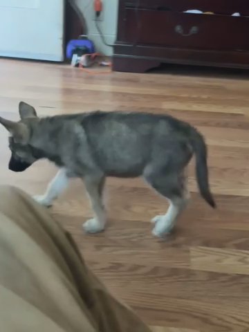 Dutch German Shepherd puppy in Los Angeles, California