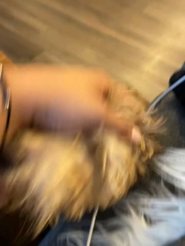 Bonnie The Jan 6th Goldendoodle in Columbus, Ohio