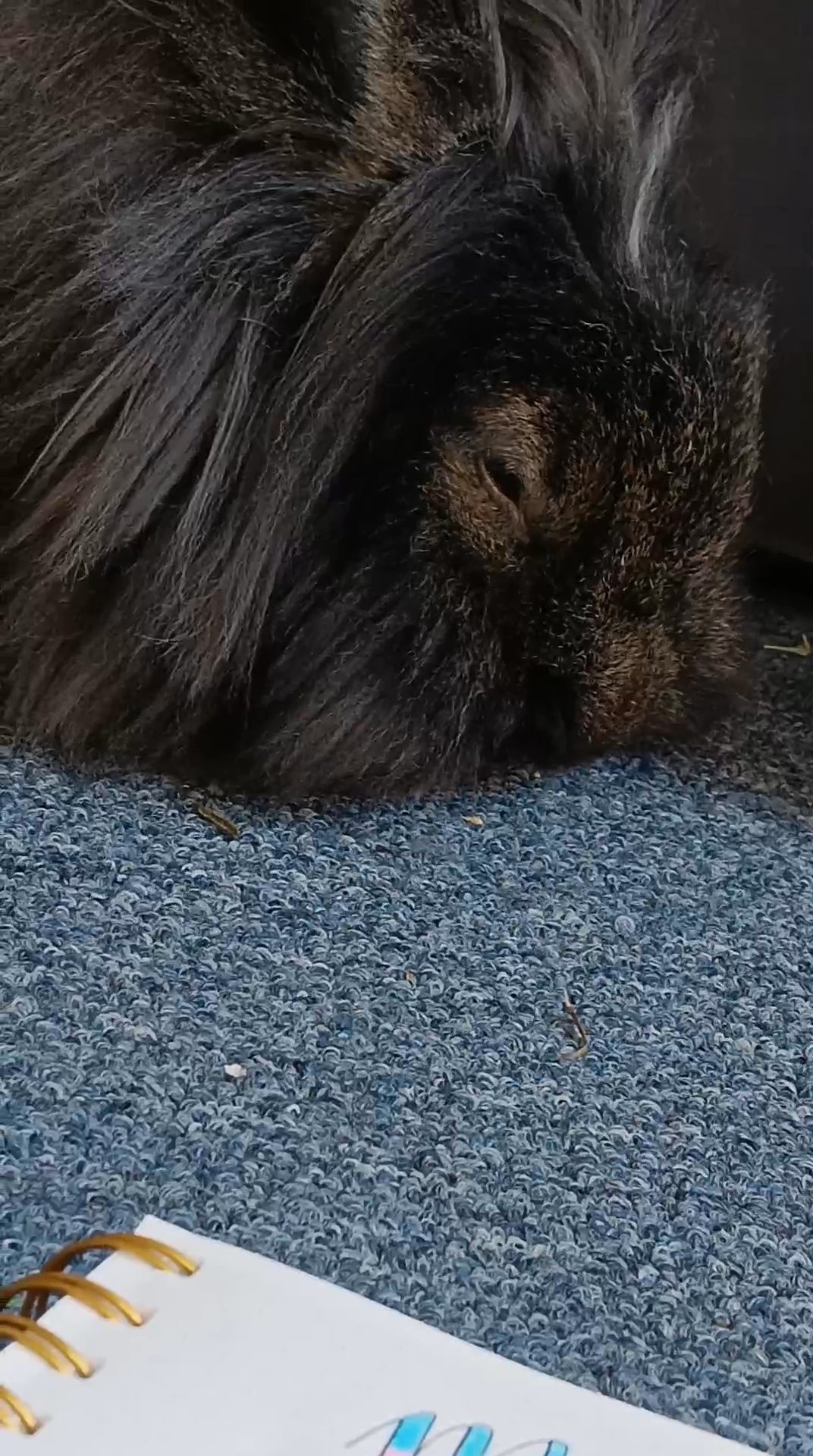 Adorable Long-Haired Rabbit in Miami, Florida