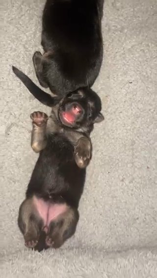 German Shepherds For Sale in New York City, New York