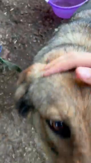 German Shepherd (Needs a Home) in Camden, New Jersey