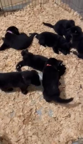 AKC Working Line German Shepherds in Greensboro, North Carolina