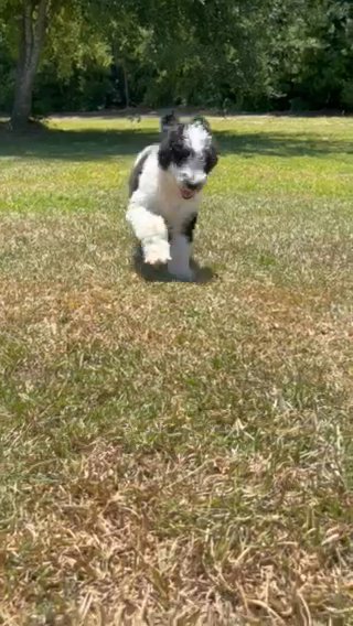 Goldendoodle Puppies in Moncks Corner, South Carolina