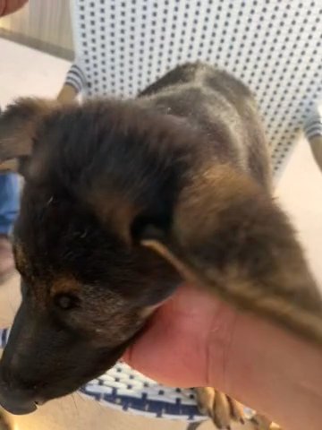 German Shepherd Puppy (9weeks) in El Paso, Texas