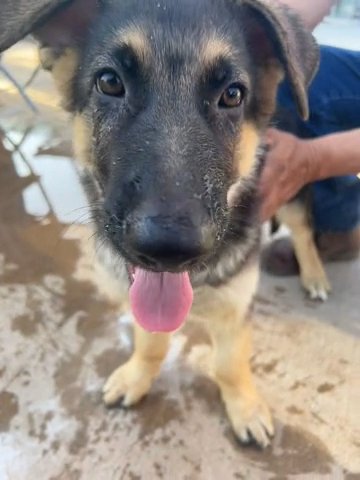 10 Week German shepherd Puppy in El Paso, Texas