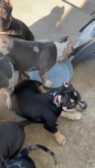 American Bully in Killeen, Texas
