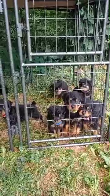 AKC registered Rotweiler puppies in Coshocton, Ohio