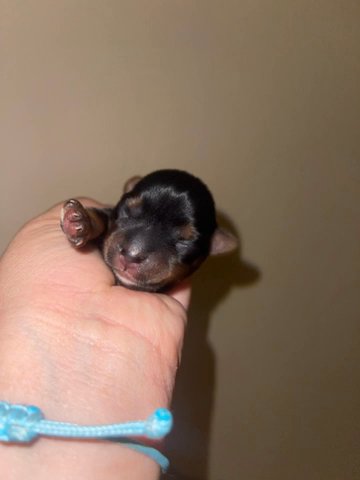 Tiny BabyGirl yorkie in Denver, Colorado