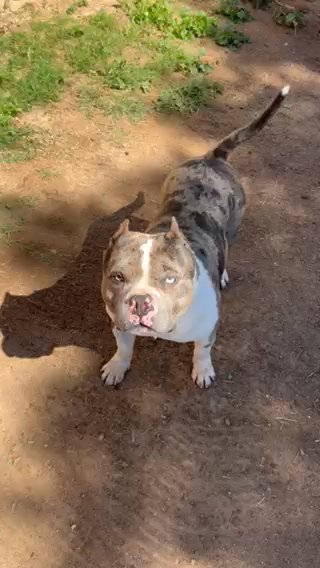3 Year Merle Male “Standard” in Phoenix, Arizona