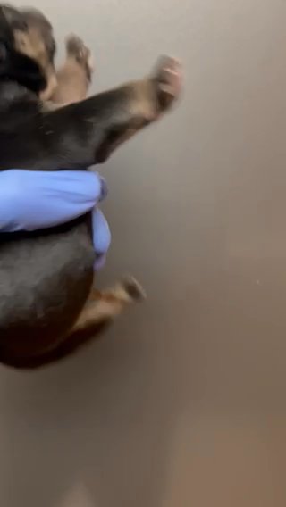 Micro Black Tri Female in Phoenix, Arizona