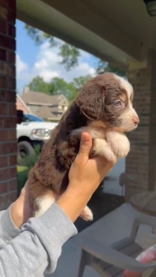 Mini Aussiedoodle in Conroe, Texas