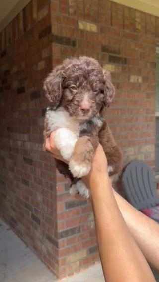 Mini Aussiedoodle in Conroe, Texas