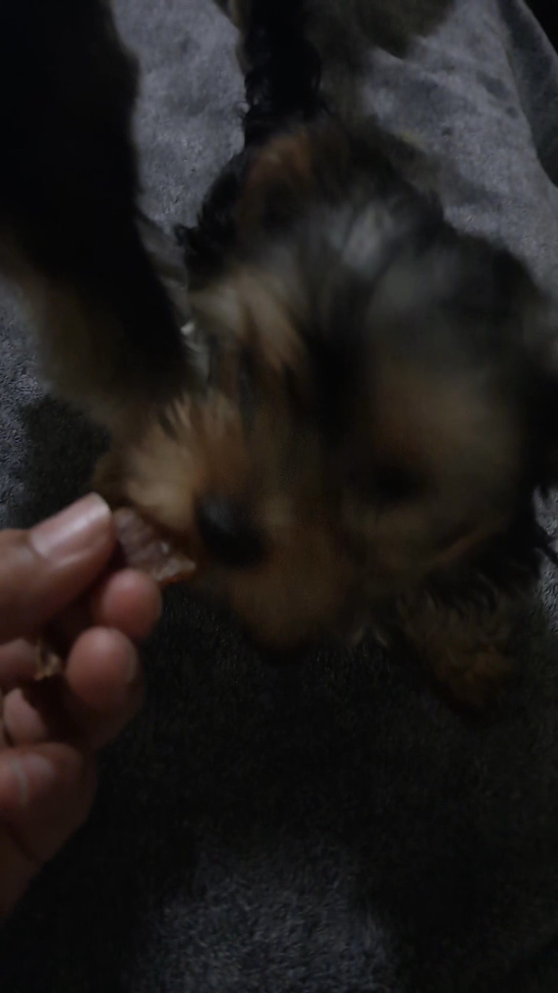 Yorkie puppies in Fresno, California