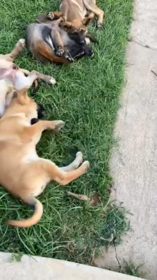Free Girl German/husky Dogs in Lake Elsinore, California
