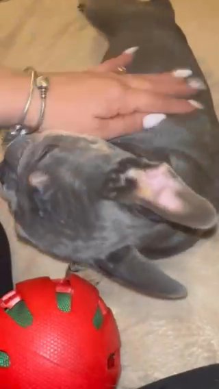 Puppy Frenchie in Orlando, Florida