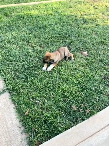 Free German/husky Girl Puppies in Lake Elsinore, California