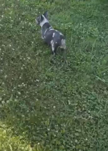 Merle Frenchie Puppy For Sale in Charlotte, North Carolina